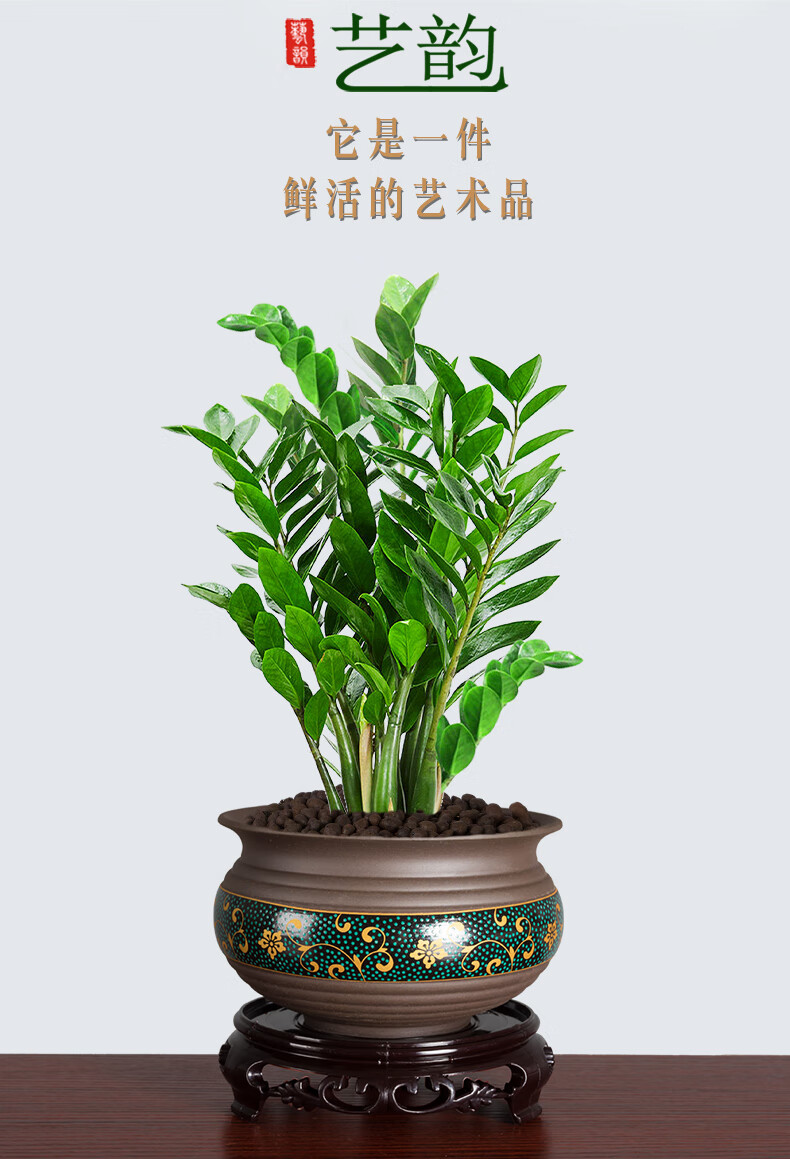 金钱树盆栽室内招财树植物盆景钱串子客厅送礼大颗花卉绿植 荷花梅青