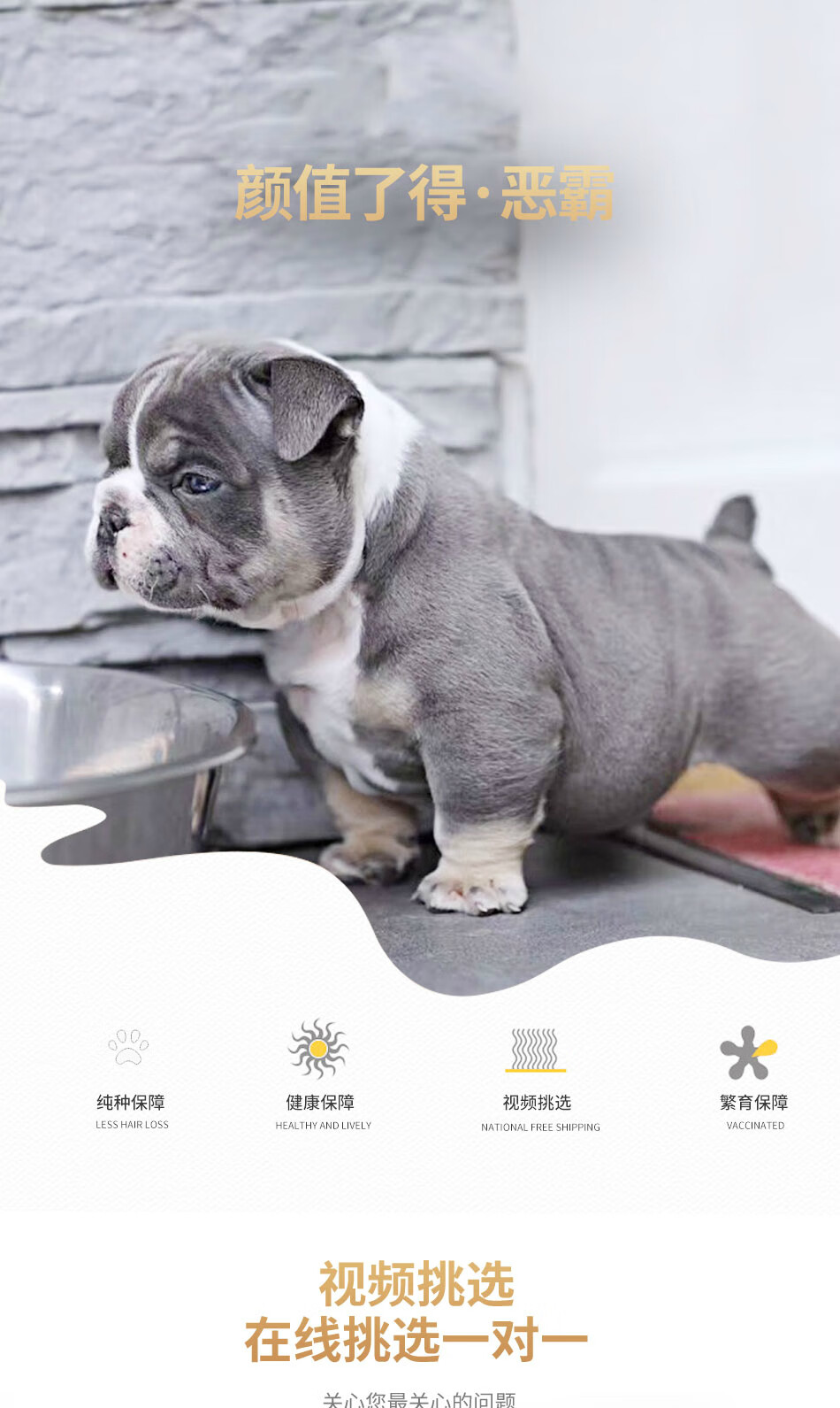 狗活体狗狗活体小狗幼犬活体 纯种美国恶霸犬 纯种恶霸 公【图片 价格