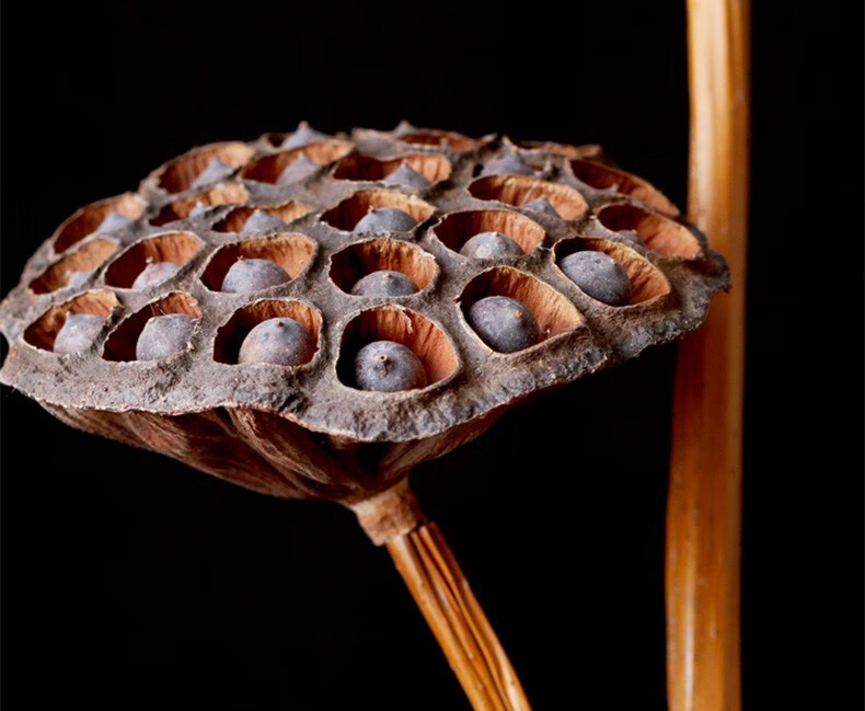 天然莲蓬干花特大饱满带籽莲蓬带杆干莲蓬自然荷花荷叶禅意客厅落地