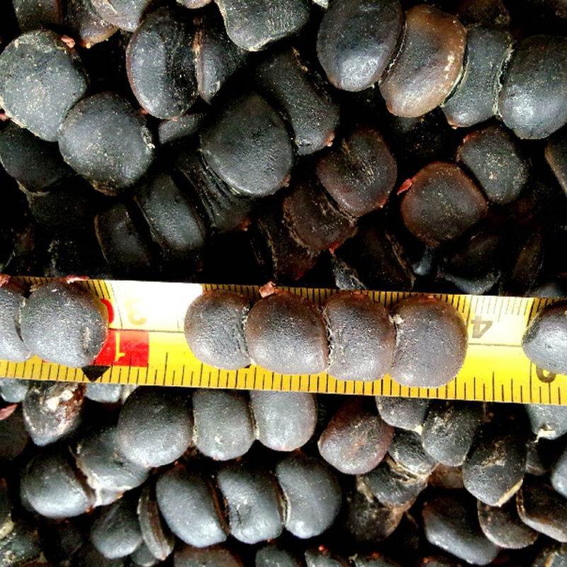 珍贵树种南方菩提树种子金刚菩提子树种缅菩提树的种子绿化树苗种子