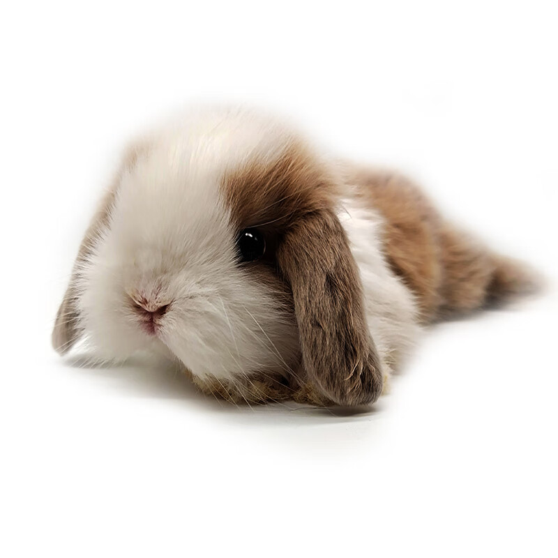 京选推荐兔子活物宠物兔活物垂耳兔活兔子宠物兔侏儒小兔小型迷你宠物
