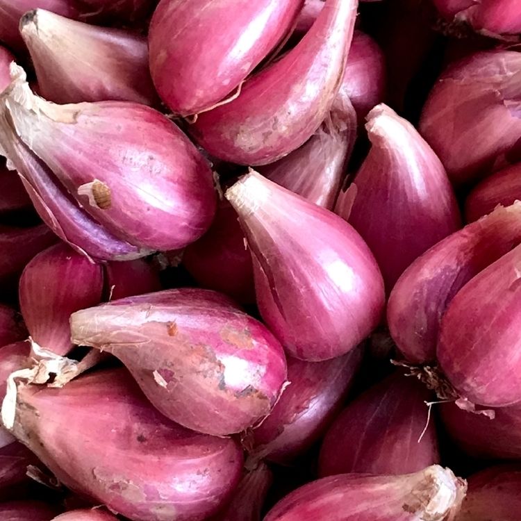 四川红葱头新鲜干香葱木葱四季葱火葱小葱食用种植蔬