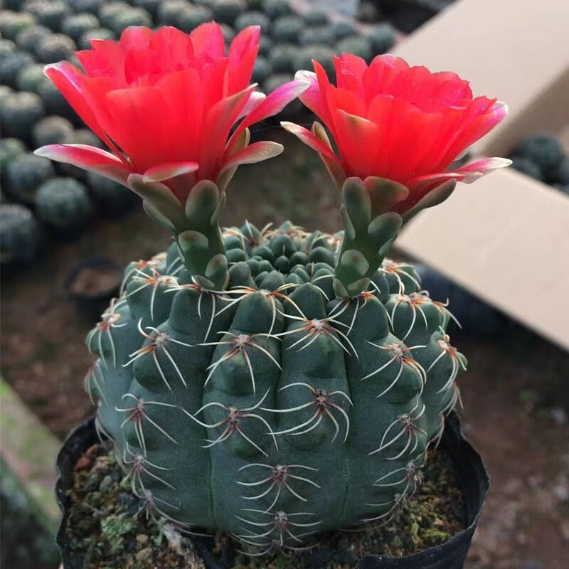 乾林轩金虎仙人球 大多肉仙人球盆栽 开花仙人球盆栽金虎 多肉植物 15