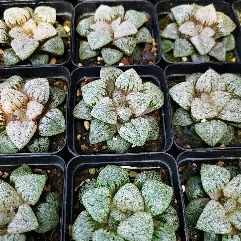 花络阁 木叶克里克特 大久保白银 蓝镜 玛丽丽 初雪 三仙 多多肉植物