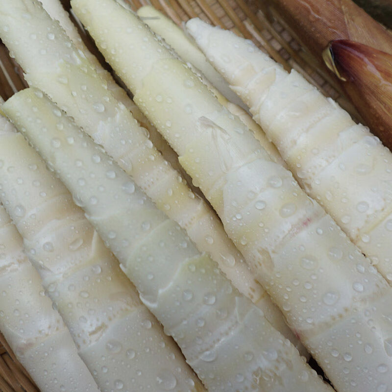 现发 野生新鲜苦笋四川乐山甜竹笋 春笋子苦竹笋嫩笋带壳 小笋4斤