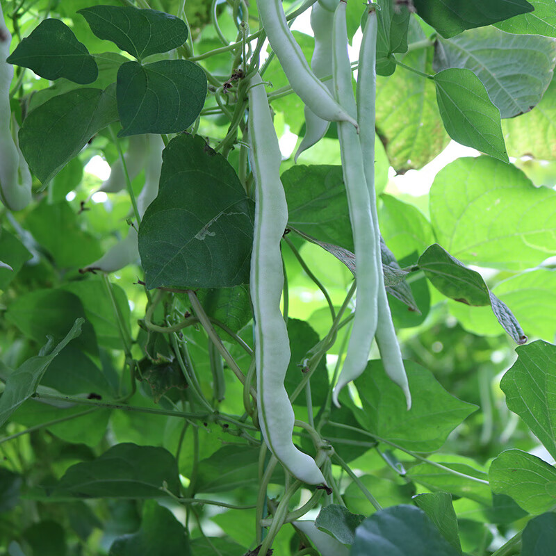 九粒白芸豆种子老来少抗热架豆种籽孑早熟高产春秋季四季豆角大田东方