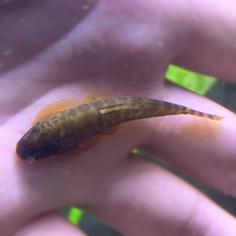 魚游魚戲 冷水清道夫吸鰍爬巖鰍觀賞魚冷水魚貴爬不加溫觀賞魚雙吸盤