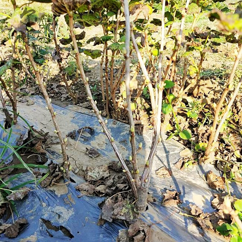 当年结果黑加仑树苗黑加仑树葡萄苗南北方种植红加仑葡萄苗地栽盆栽