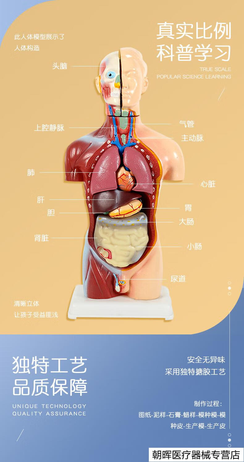儿童版丨人体可拆卸医学解剖模型身体内脏器官身体骨骼架结构玩具45cm