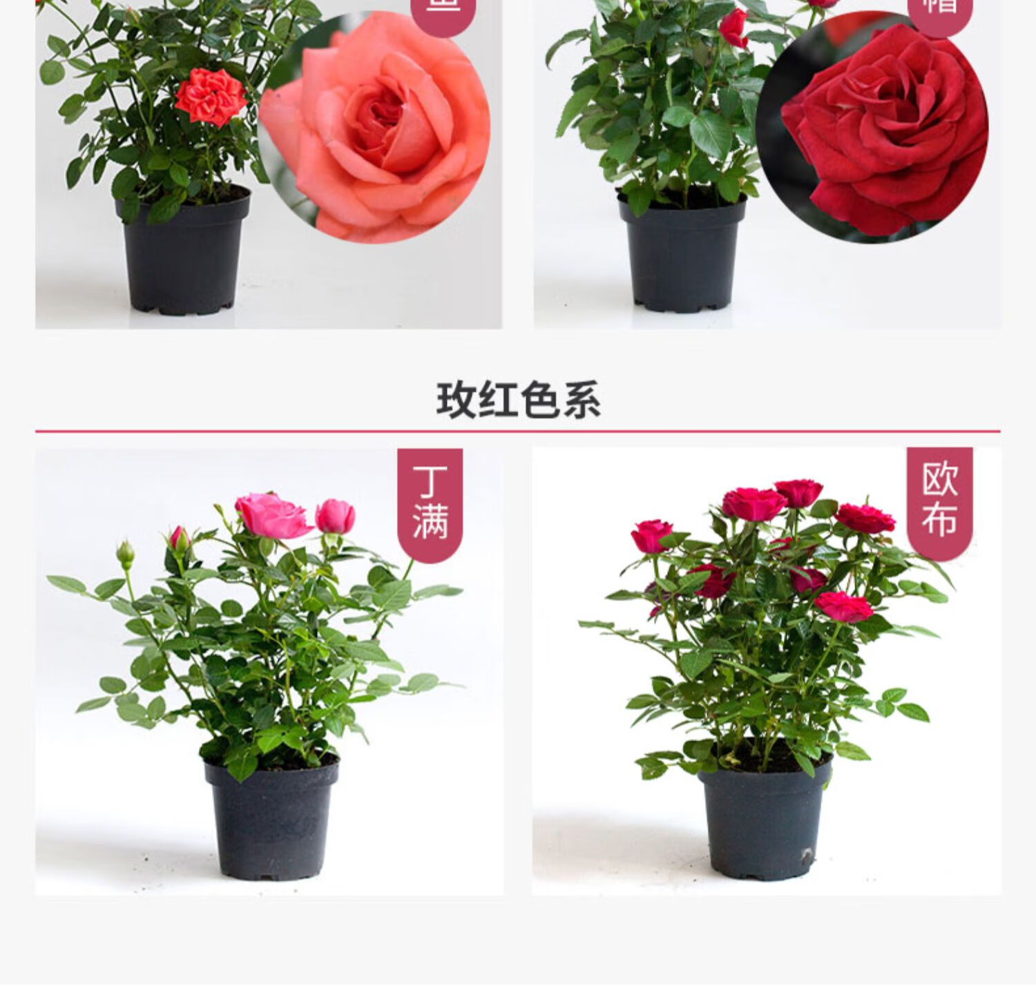 花卉植物室内花耐寒迷你玫瑰花盆栽易活带花月季四季开花好养 小红帽4