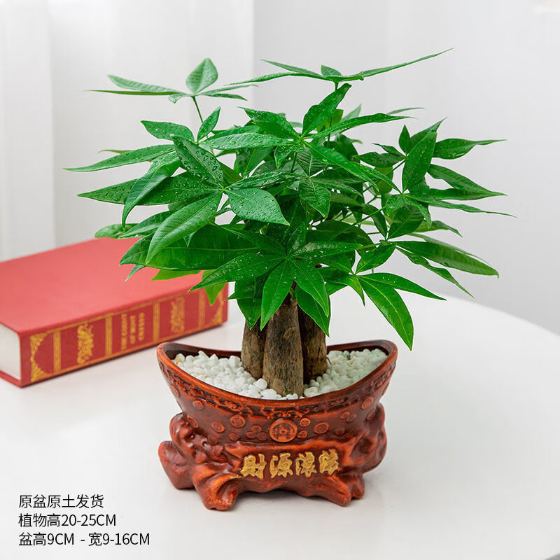 轻奢发财树盆栽客厅室内桌面绿植树发财树苗小盆景吸甲醛植物抖音sn