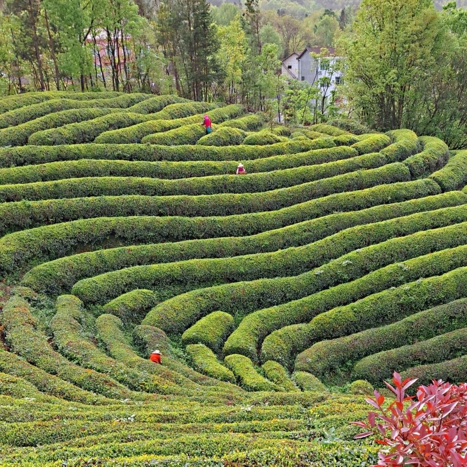 fghgf 正宗湖北保康炒青绿茶2022新茶浓香型袋装茶叶500g 500g 500g