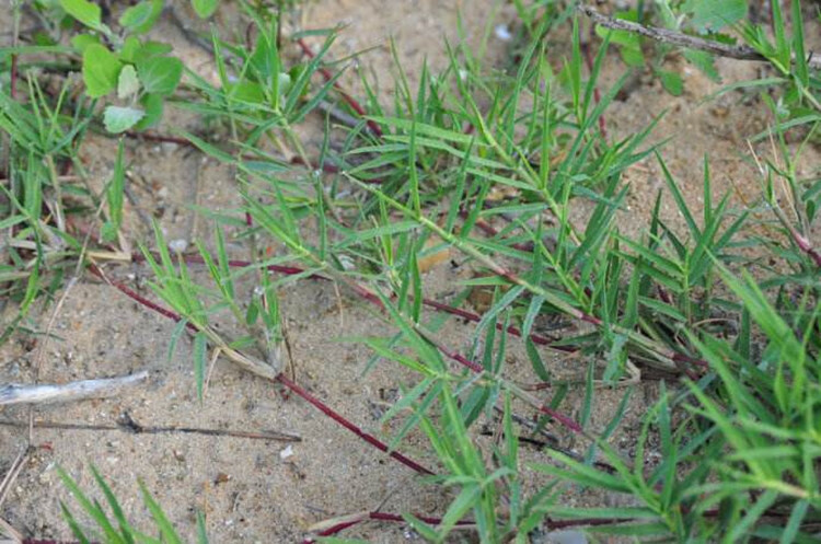 进口狗牙根草坪种子 巴根草种籽 四季常青护坡固土草籽耐旱耐践踏 狗