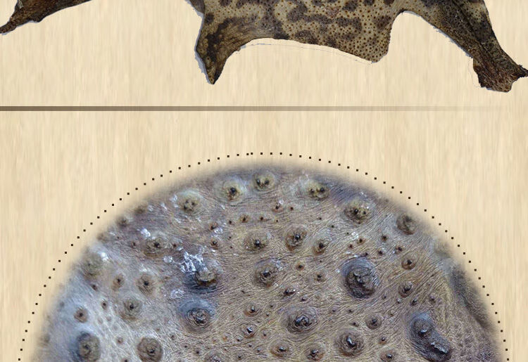 癞蛤蟆皮活体干蟾蜍衣蟾蜍粉赖疥蛤蟆癞疙宝【图片 价格 品牌 报价】