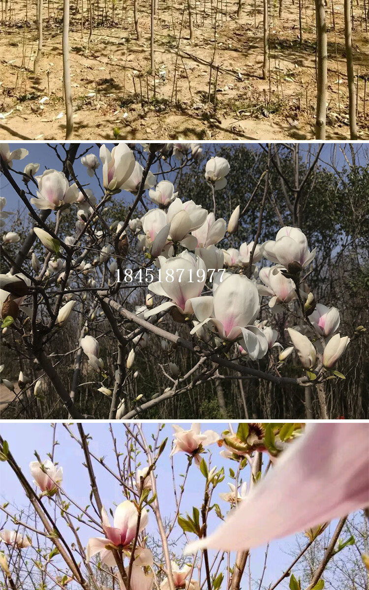 玉蘭花樹苗紫白紅黃玉蘭庭院種植當年開花耐寒二喬墨紅嬌紅玉蘭 紅