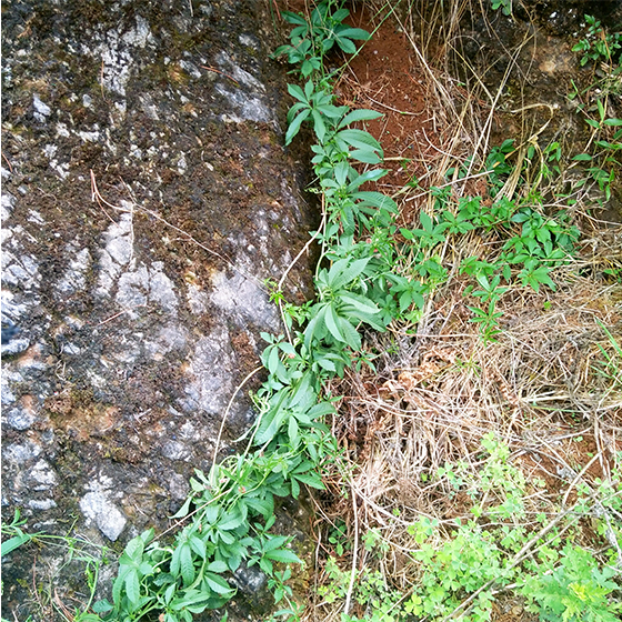 中药材罗锅底金龟莲蛇莲苦金盆雪胆曲莲深山采挖鲜货1000g