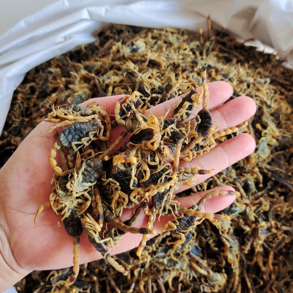 诚信经营中全虫蝎子清水蝎子干6成到9成半干50g 清水蝎50g【图片 价格