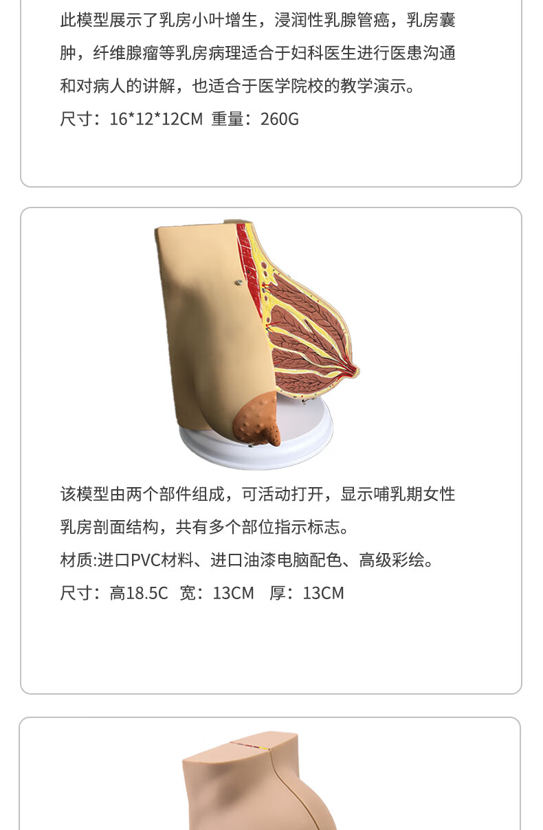 羅脈乳房模型胸模型胸部解剖模型靜止期哺乳期女性乳房結構造醫學教學