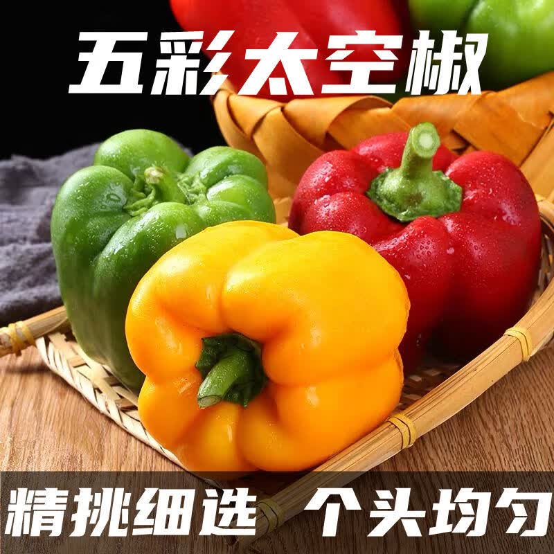 山东新鲜彩椒圆椒太空椒甜椒柿子椒灯笼椒蔬菜生吃沙拉现摘现发9 纯