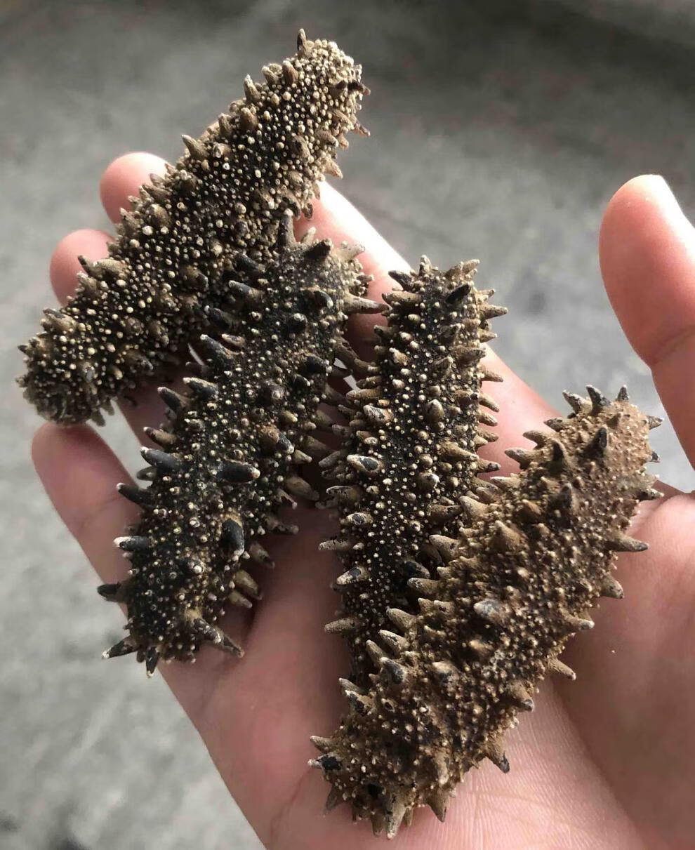 关东参北海道海参六排刺纯淡干关东海参北海道红参干货