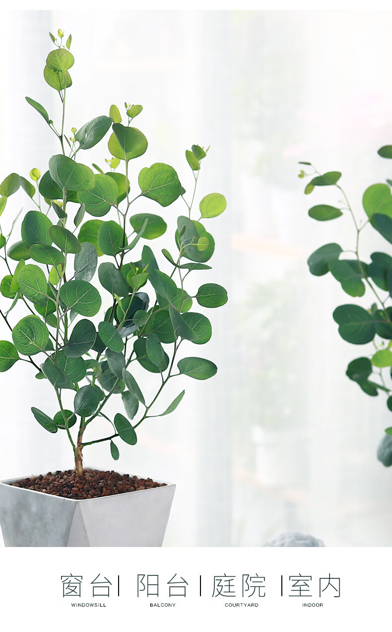 多瑙梦圆叶尤加利盆栽花卉植物室内北欧网红叶办公室绿植好养活四季