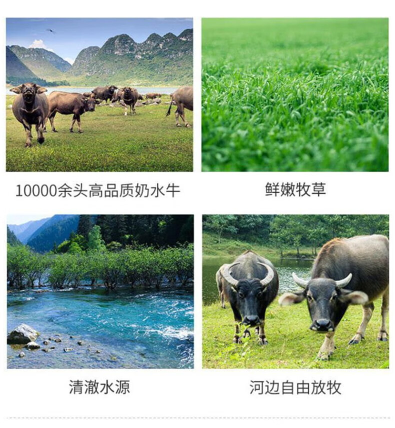 91672-百菲酪水牛高钙奶200ml*10盒 调制乳 水牛高钙奶青少年学生成人早餐奶-详情图