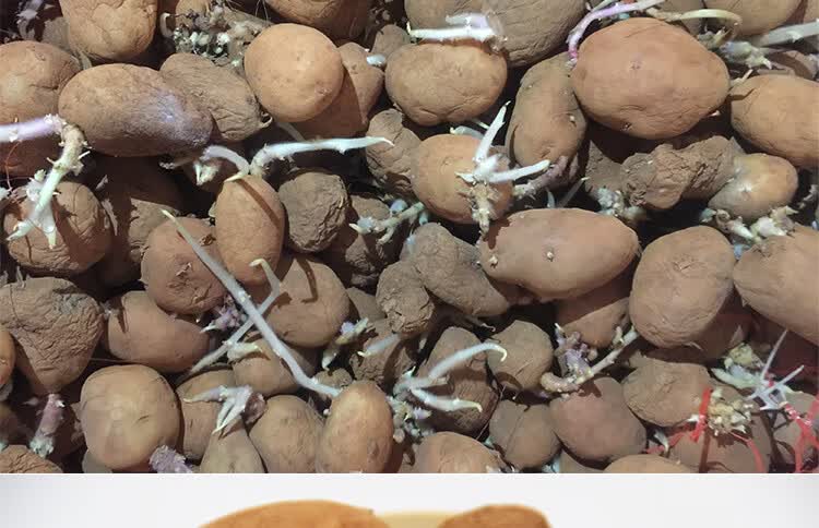 土豆种子 云南老品种洋芋种子红皮黄皮黄心马铃薯新鲜成活粉糯土豆
