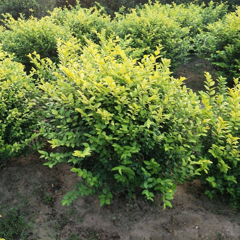 儂律金葉女貞樹苗基地直銷金葉女貞球綠籬圍牆色塊金葉女貞苗綠化苗木