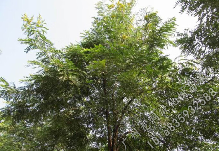 花姬孟买正宗铁刀木树苗珍贵植物鸡翅木苗庭院绿化木材树种鸡翅木90