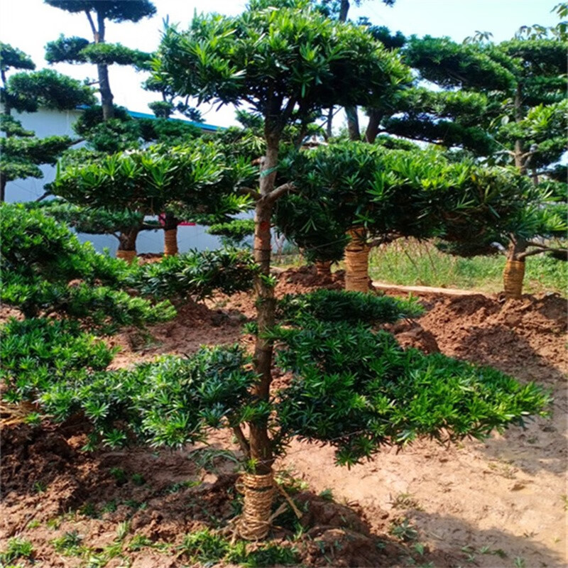 迎客松造型罗汉松盆景地景大苗别墅庭院盆栽老桩 造型罗汉松1.2-1.