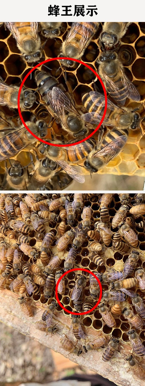 洪德兴蜜型高产蜂王图片