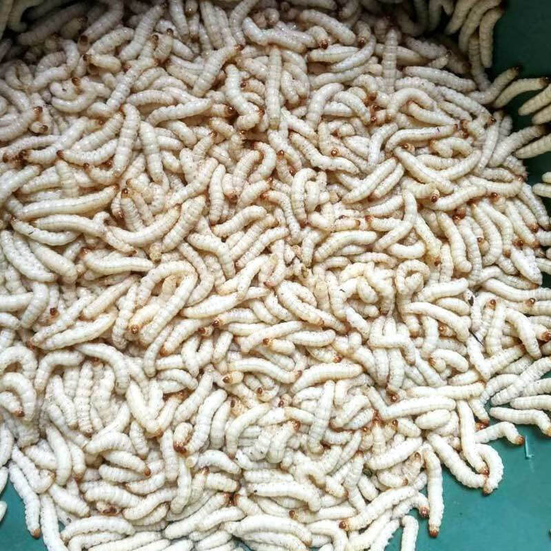 云南傣族美食油炸竹香虫香酥竹蜂昆虫美味竹林竹节虫20克装