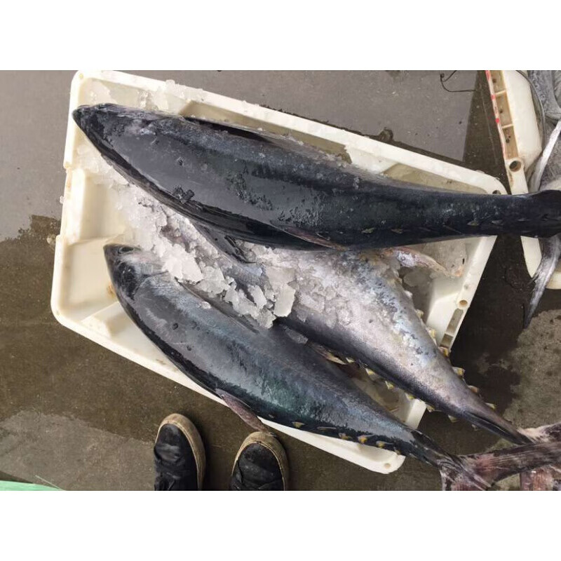 新鲜金枪鱼整条一条深海大目金枪吞拿鱼金枪鱼刺身生鱼片500g 20斤整