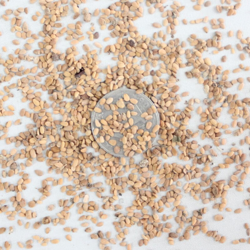 散装接骨木种子公道老扦扦活马尿骚大接骨丹续骨树种子qcdd一斤