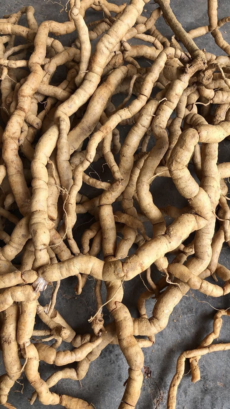 新鲜巴戟天滋补中药材巴戟鸡肠风深山采挖巴戟天优选500g