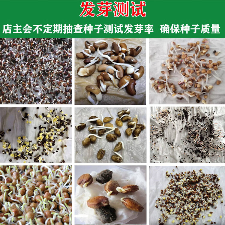 香芋小冬瓜种子芋头味白皮粉东瓜四季播水果圆冬瓜籽高产蔬菜种孑