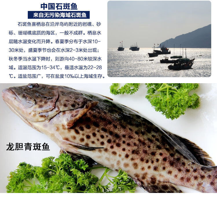 超低温活冻龙胆石斑鱼青斑鱼桂花鱼红东星斑肉嫩没小刺石斑鱼 一条1.