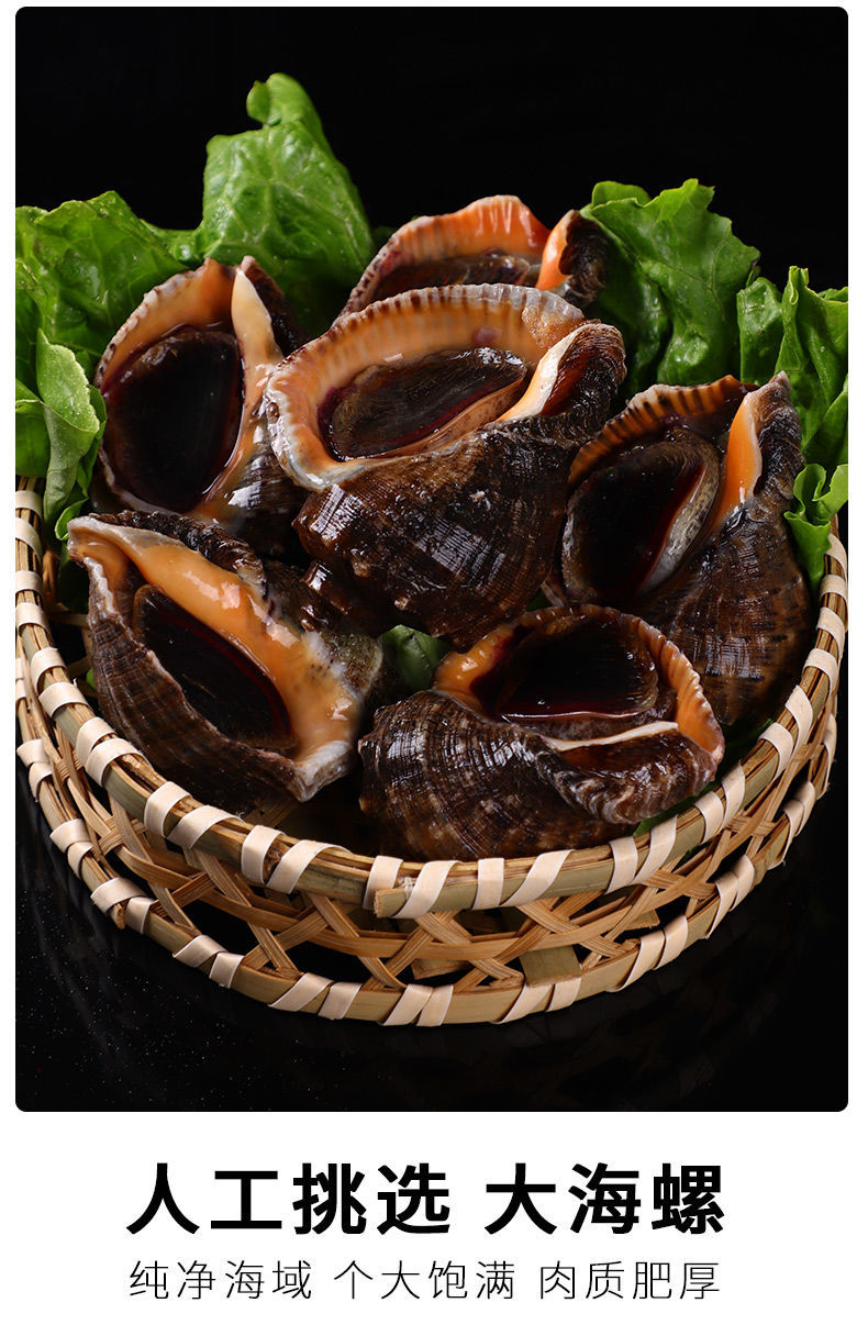 鲜活海螺现挖现发大中小超肥新鲜海螺鲜活海鲜水产螺类贝类 小号海螺