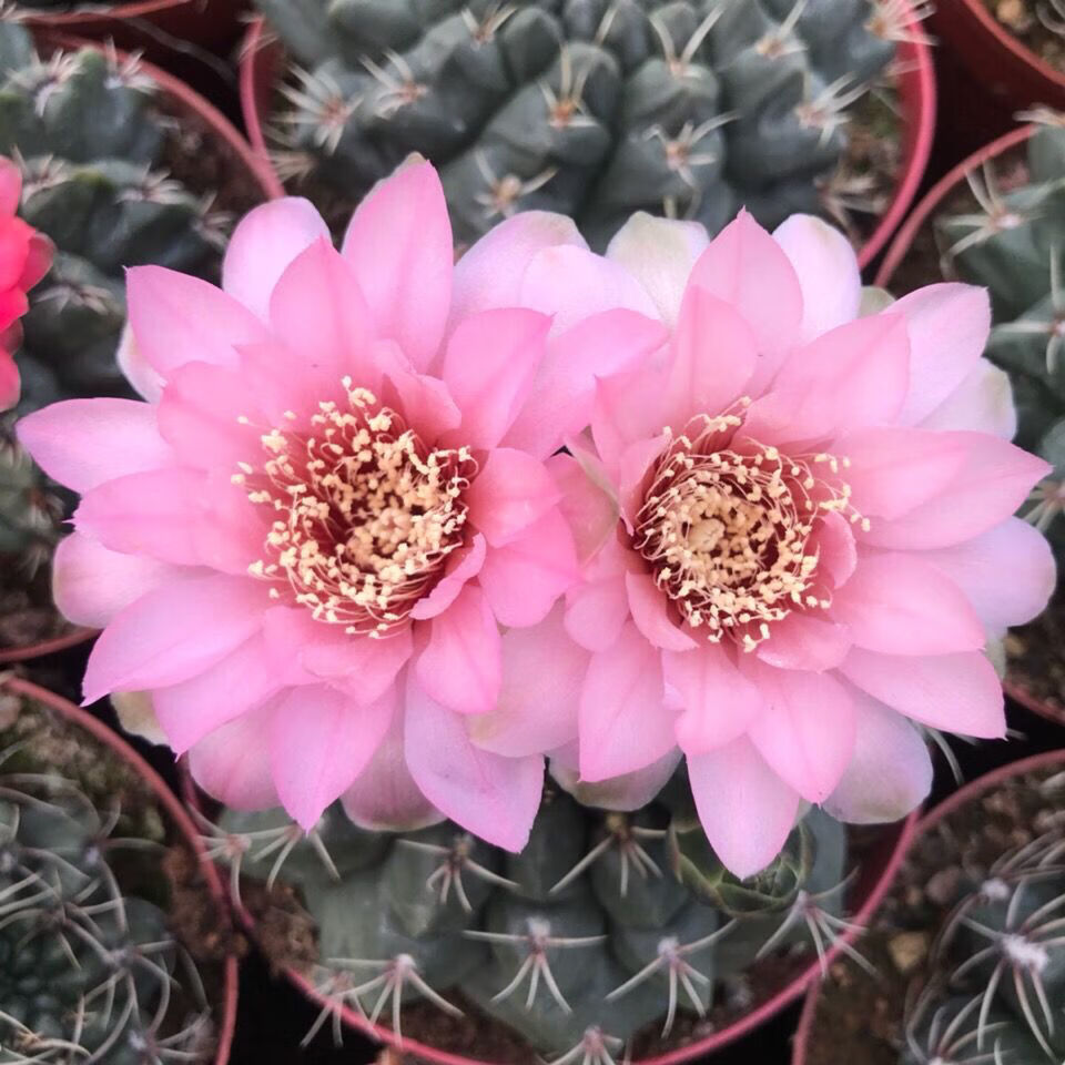 绯花玉仙人球带花苞绯花玉小盆栽桌面绿植防辐射多肉植物室内开花 6