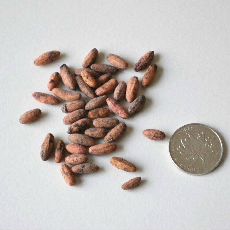 红衣仙子山茱萸树种苗中药材山茱萸种子山萸肉山芋肉山于肉qcdd山茱萸