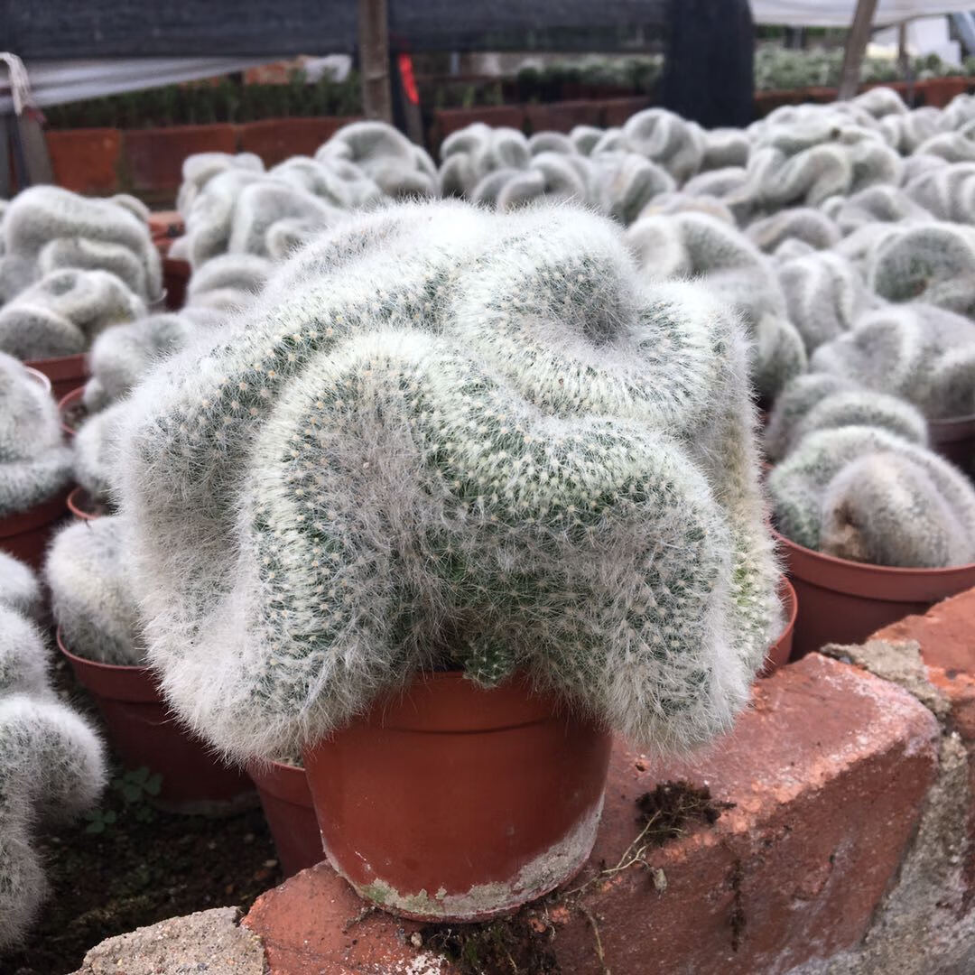 园艺稀有仙人掌白星仙人球芳香丸缀化老乐柱白毛不扎手多肉 老乐柱