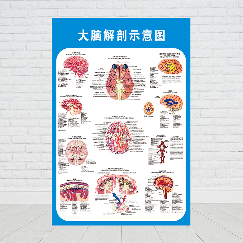 大脑解剖图脑示意图医院布置海报医学宣传人体器官解剖挂图贴颅神经