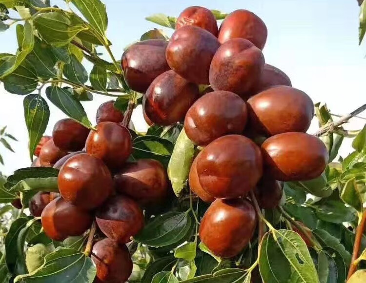 媚调 脆枣靖远石门大枣甘肃特产圆枣子6斤新鲜甜红枣现摘鲜枣 3000g