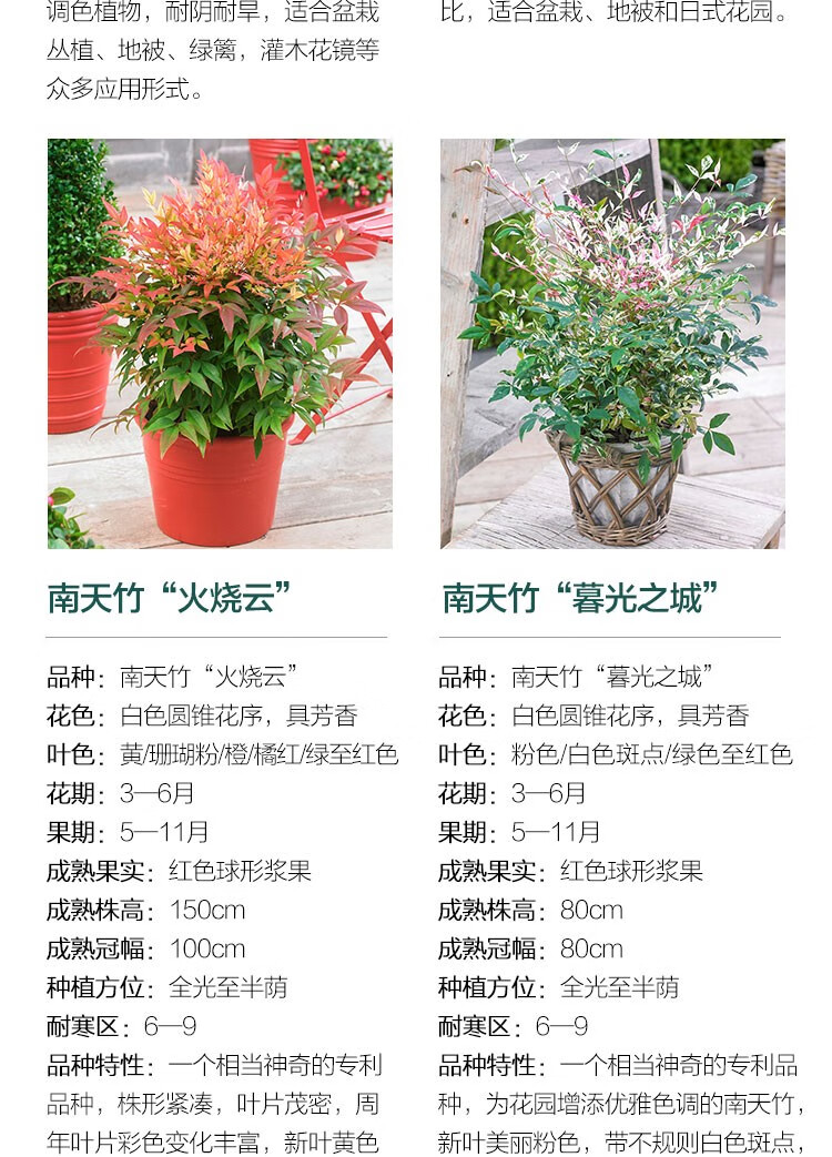 虹越 进口南天竹小2加仑盆栽调色植物常绿观叶灌木花叶彩叶品种红宝石等庭院植物湾流 图片价格品牌报价 京东