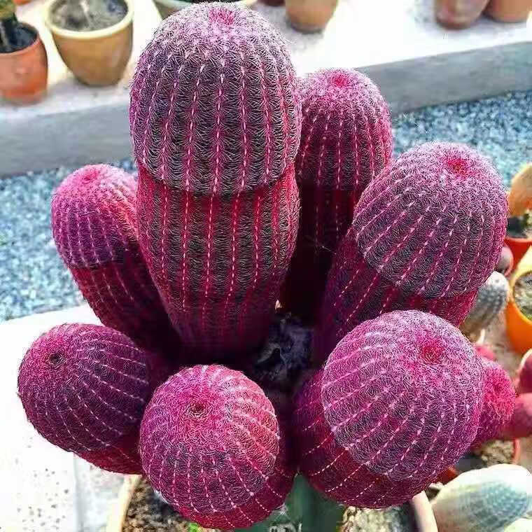 红太阳仙人球实生高级稀有多头仙人掌多肉植物室内盆栽防辐射 落地根