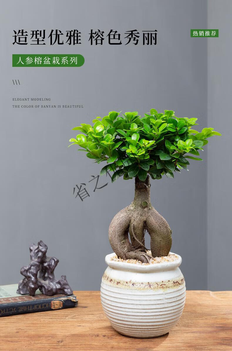 榕树盆栽室内阳台造型老桩摇钱树小叶人参榕植物绿植 一颗中号人参榕
