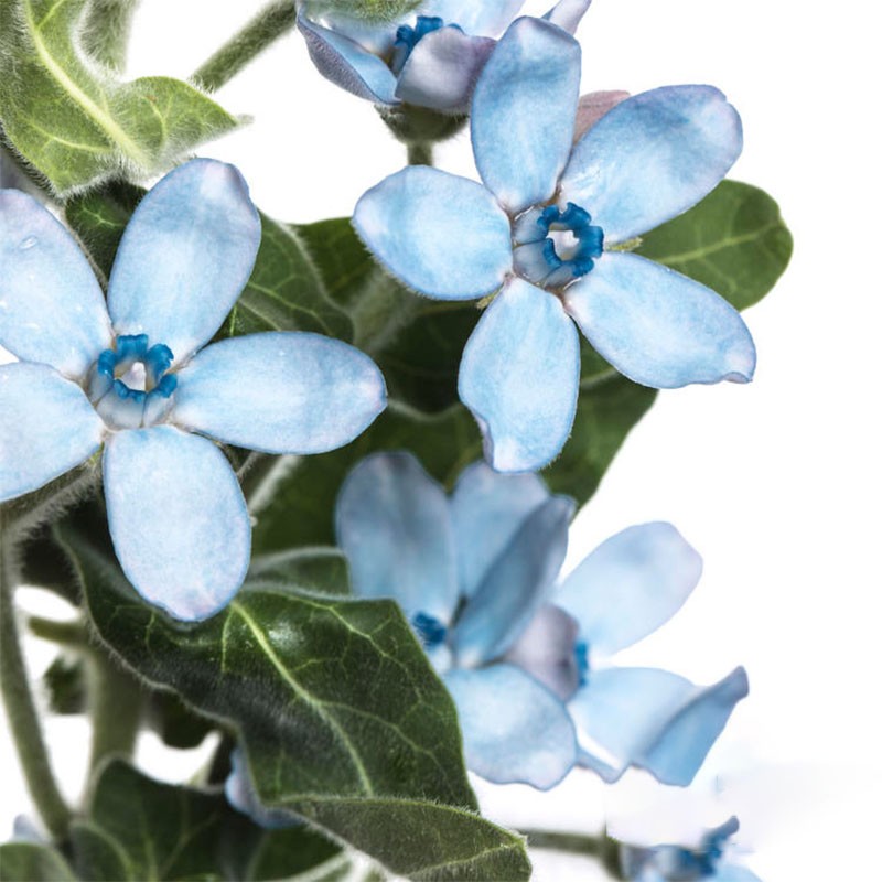 云醉花 圆瓣蓝星花蓝色 b级 配花 蓝色 若干支