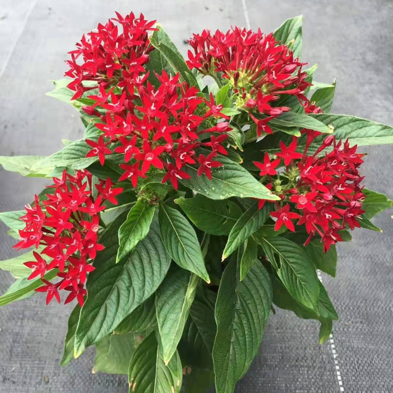 繁星花盆栽五星花阳台花园植物带花苞四季花卉耐热花园造景小花苗 玫