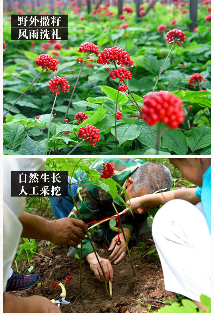 御鹿庄林下参残参约10年根野山参长白山人参林下参东北老山参吉林煲汤