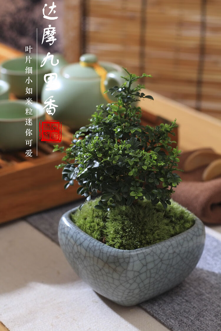 台湾达摩小叶九里香苔藓微盆景米叶九里香茶几办公室桌面迷你盆栽 蓝